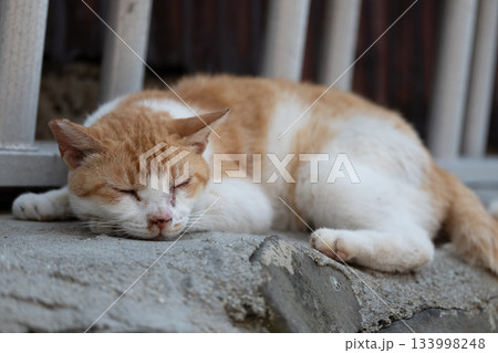 猫の日常 133998248