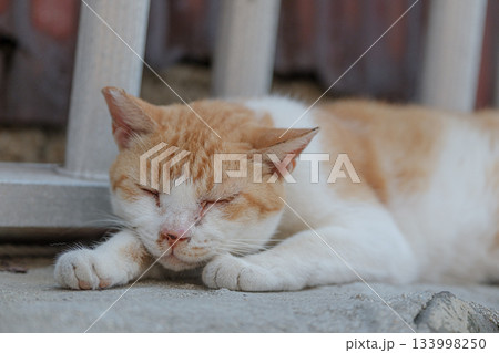 猫の日常 133998250