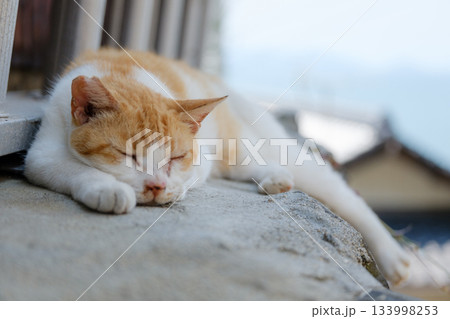 猫の日常 猫の日常 133998253