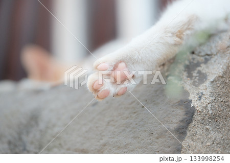 猫の日常 猫の日常 133998254