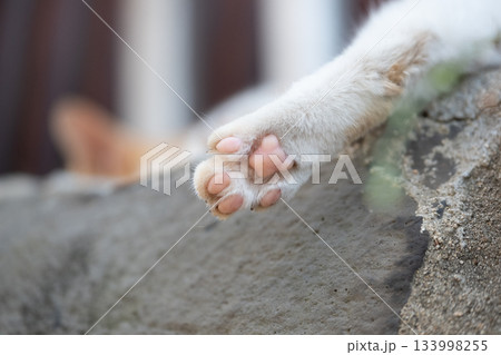 猫の日常 猫の日常 133998255