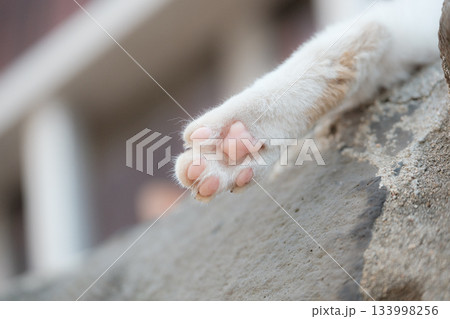 猫の日常 猫の日常 133998256