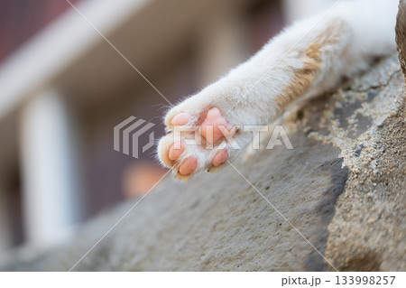 猫の日常 猫の日常 133998257