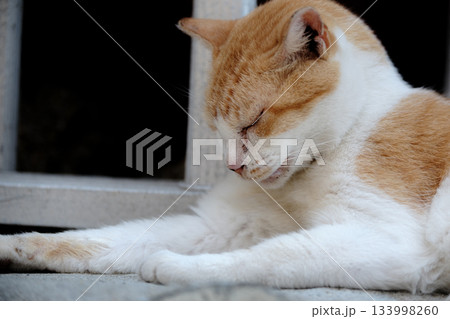 猫の日常 猫の日常 133998260