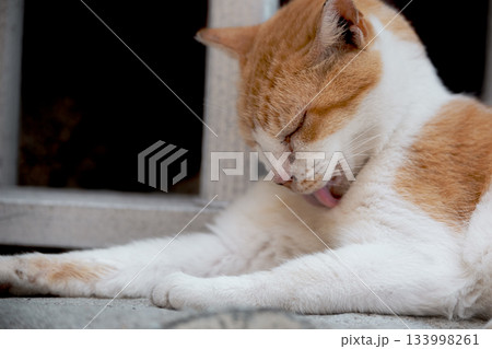 猫の日常 猫の日常 133998261