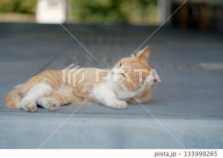猫の日常 猫の日常 133998265