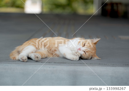 猫の日常 猫の日常 133998267