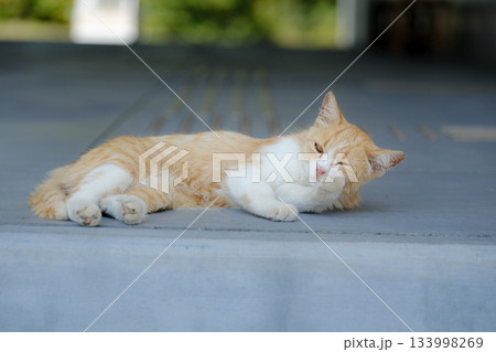 猫の日常 猫の日常 133998269