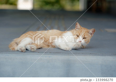 猫の日常 133998270