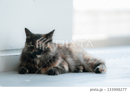 猫の日常 猫の日常 133998277