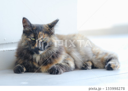猫の日常 133998278