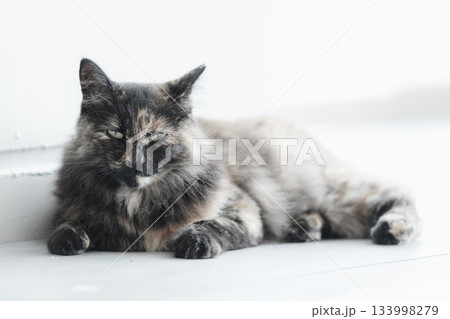 猫の日常 猫の日常 133998279