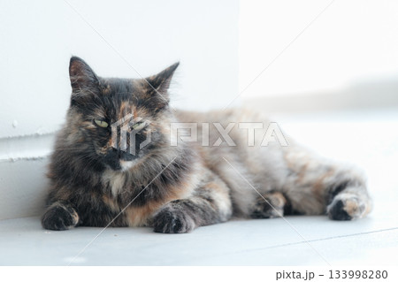 猫の日常 猫の日常 133998280