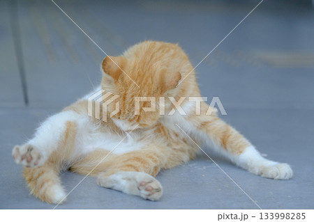 猫の日常 猫の日常 133998285