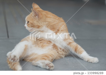 猫の日常 猫の日常 133998289