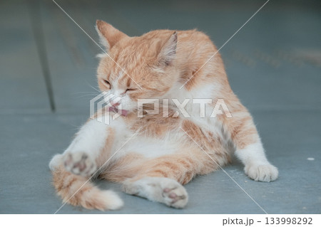 猫の日常 猫の日常 133998292