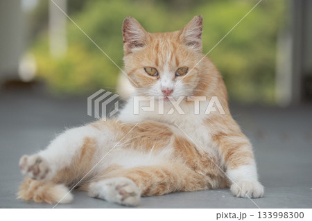 猫の日常 猫の日常 133998300