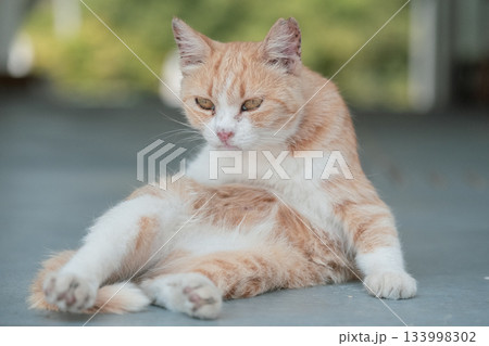 猫の日常 133998302