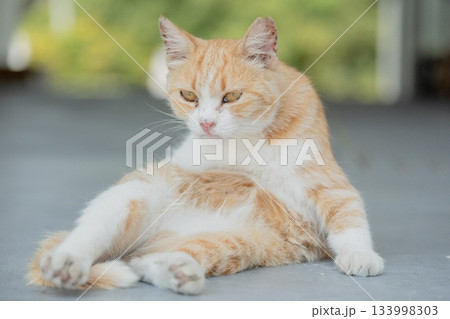 猫の日常 猫の日常 133998303