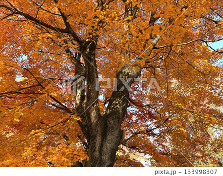 下から見た楓の大木 133998307