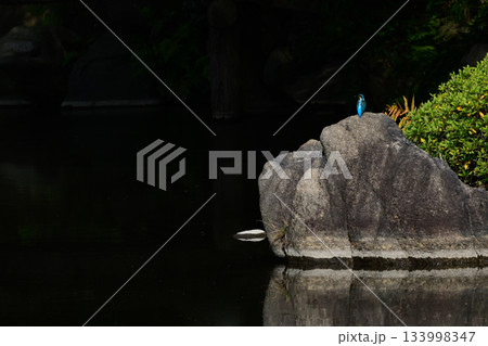 旧古河庭園　心字池　カワセミ 133998347