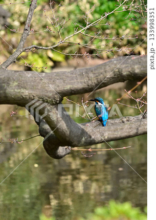 旧古河庭園　心字池　カワセミ 133998351