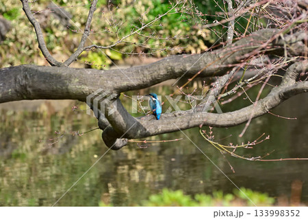 旧古河庭園　心字池　カワセミ 133998352