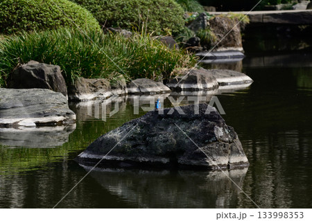 旧古河庭園　心字池　カワセミ 133998353