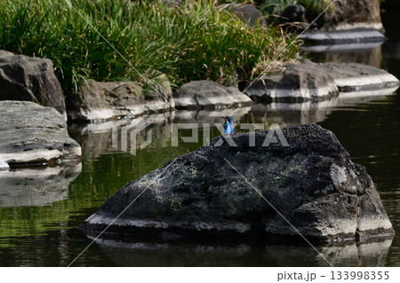 旧古河庭園　心字池　カワセミ 133998355