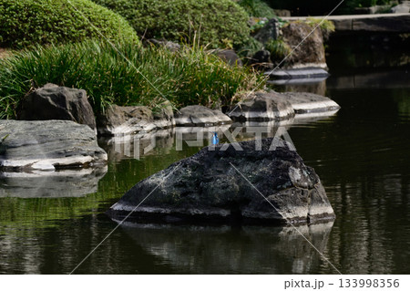 旧古河庭園　心字池　カワセミ 133998356