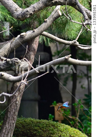旧古河庭園　心字池　カワセミ 133998361
