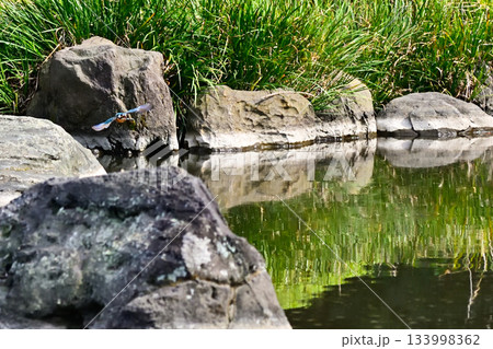 旧古河庭園　心字池　カワセミ 133998362