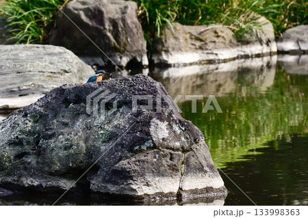 旧古河庭園　心字池　カワセミ 133998363