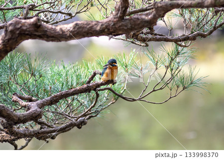 旧古河庭園　心字池　カワセミ 133998370