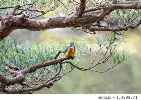 旧古河庭園　心字池　カワセミ 133998371
