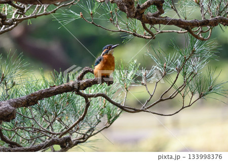 旧古河庭園　心字池　カワセミ 133998376