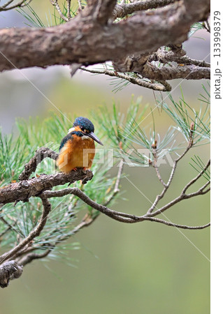 旧古河庭園　心字池　カワセミ 133998379