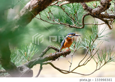 旧古河庭園　心字池　カワセミ 133998381