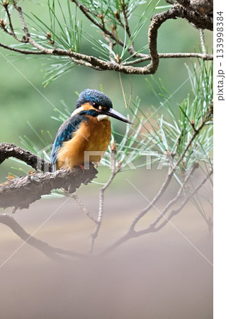 旧古河庭園　心字池　カワセミ 133998384