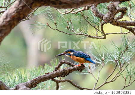 旧古河庭園　心字池　カワセミ 133998385