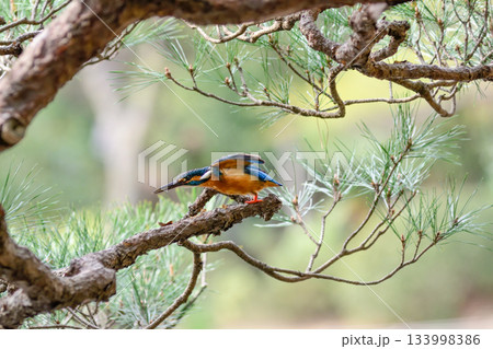 旧古河庭園　心字池　カワセミ 133998386