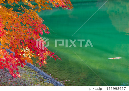 南伊奈ヶ湖の風景 紅葉と錦鯉 南伊奈ヶ湖の風景 紅葉と錦鯉 133998427