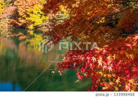 南伊奈ヶ湖の紅葉 南伊奈ヶ湖の紅葉 133998488