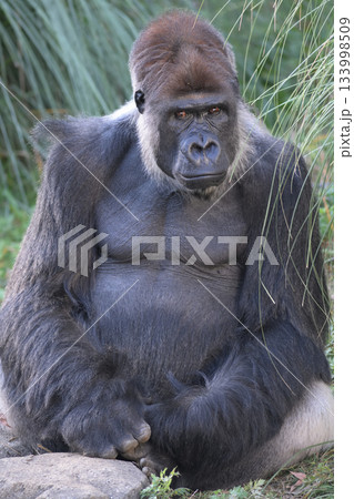あなたは嘘をついたことはないですか、と疑うみたいなゴリラ 133998509