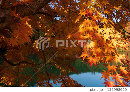 オレンジ色のモミジ 南伊奈ヶ湖の紅葉 オレンジ色のモミジ 南伊奈ヶ湖の紅葉 133998690