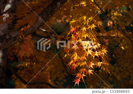 オレンジ色のモミジ 南伊奈ヶ湖の紅葉 オレンジ色のモミジ 南伊奈ヶ湖の紅葉 133998693