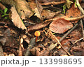 落ち葉の森にひっそりと輝くオレンジの小さなキノコ 133998695
