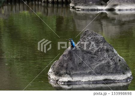 旧古河庭園　心字池　カワセミ 133998698