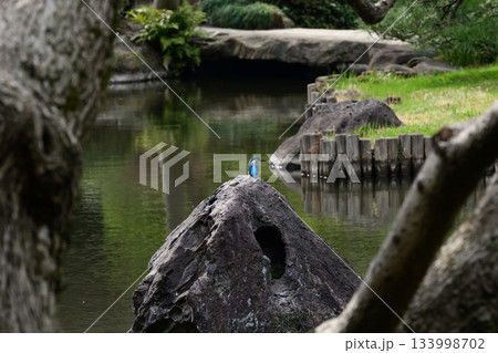 旧古河庭園　心字池　カワセミ 133998702