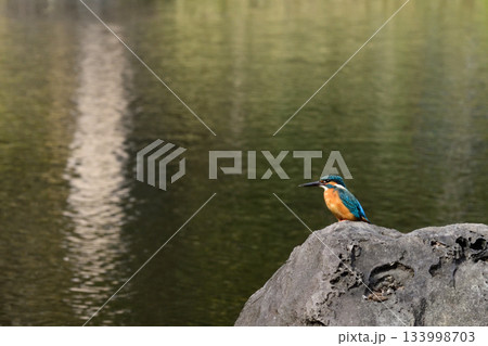 旧古河庭園　心字池　カワセミ 133998703